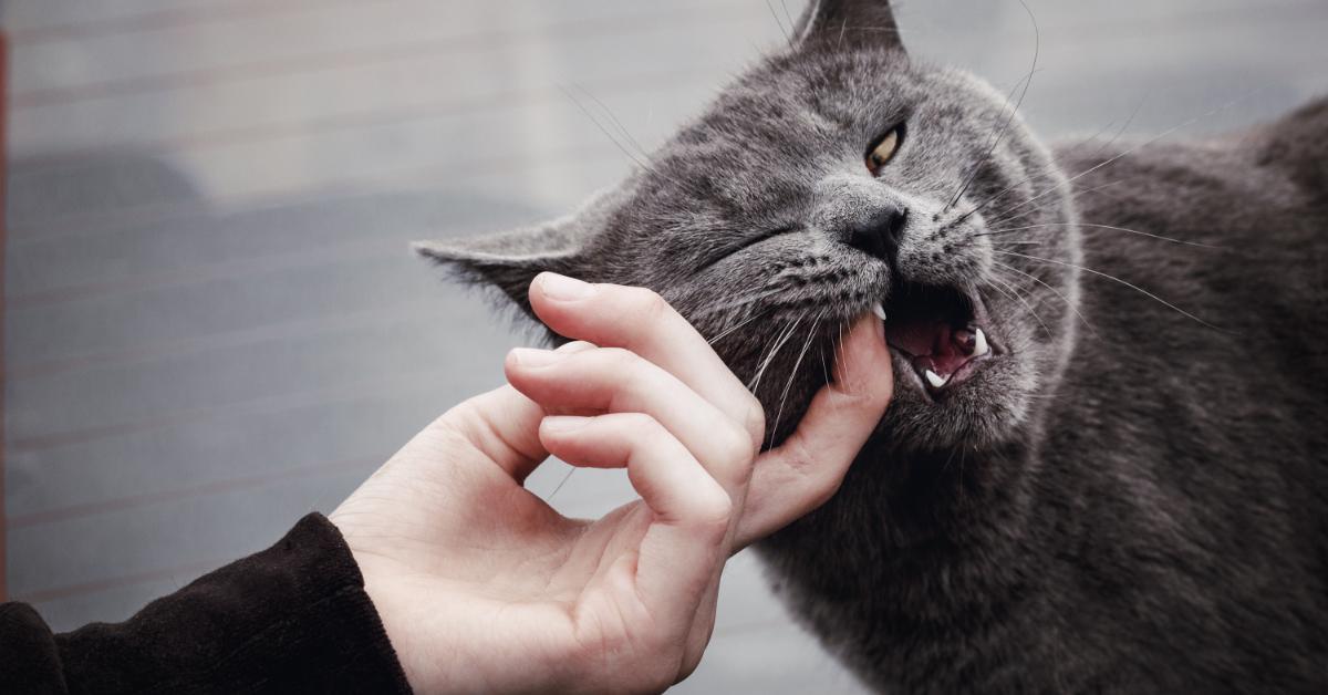 La mordedura de gato, un riesgo potencial para los humanos.