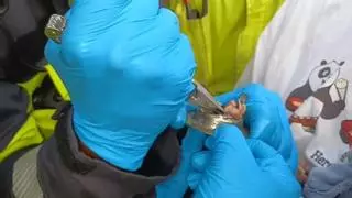 La odisea de los bomberos para rescatar la pata de un gato que quedó atrapada en una tubería en Gran Canaria