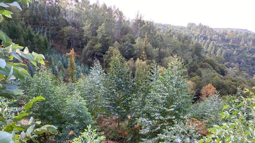 Las multas por plantaciones ilegales de eucalipto subieron un 20% antes de flexibilizarse la moratoria