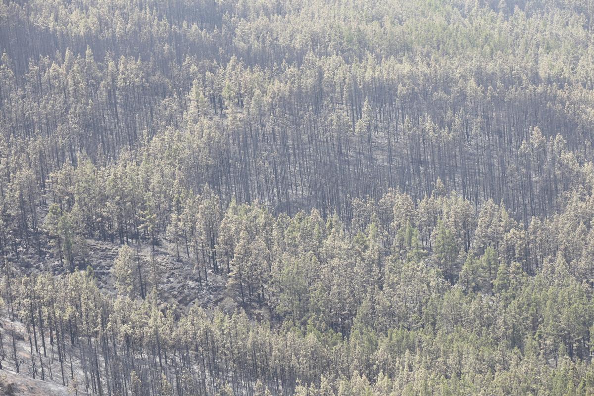 Estabilizado el incendio de Tenerife