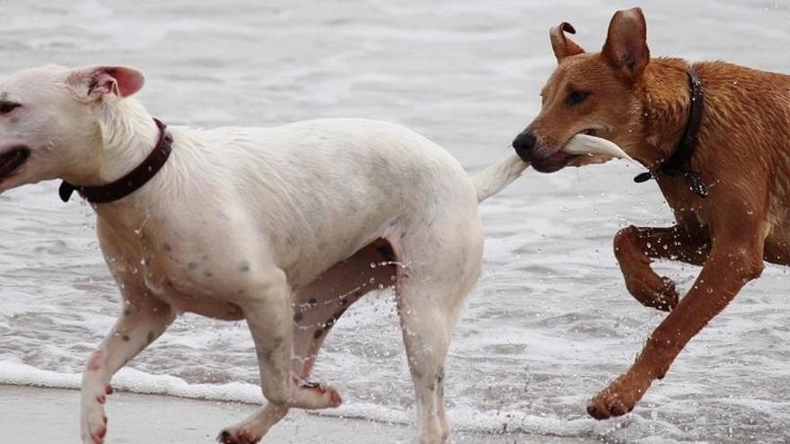 ¿Le puedo cortar el rabo a mi perro?