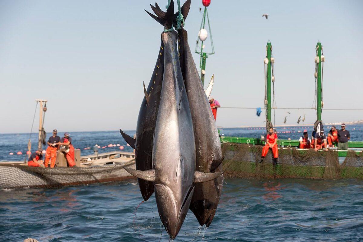 El atún del Mediterráneo, el más contaminado del mundo por mercurio