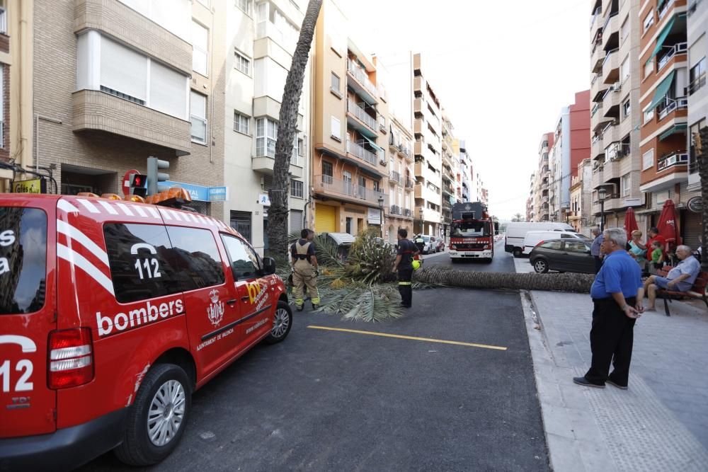 Una palmera se desploma en el Cabanyal