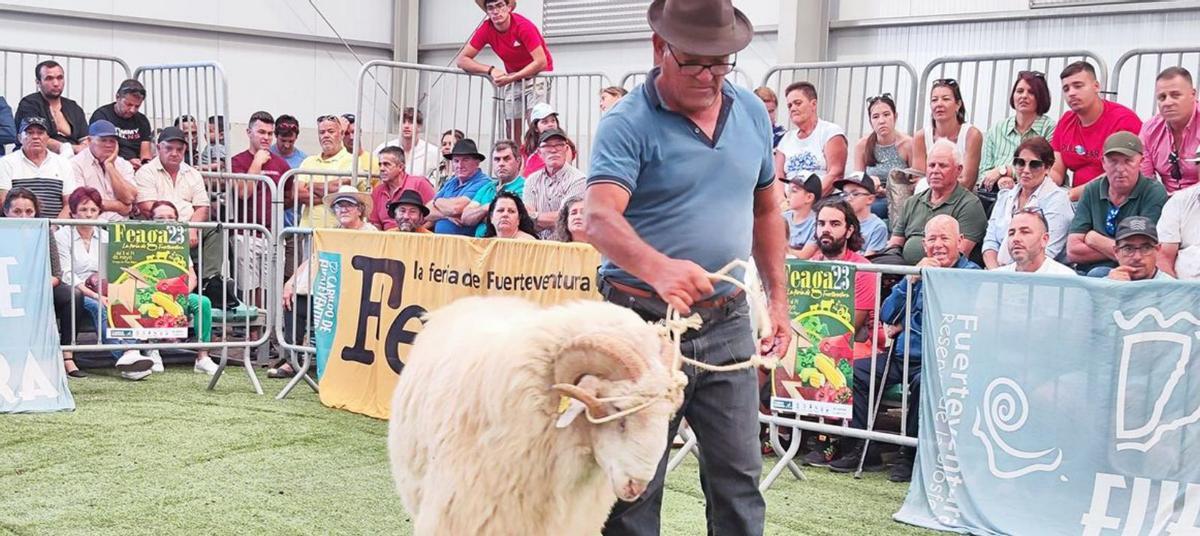 Juan Pedro, el ordeñador más rápido