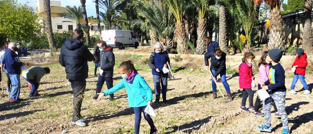 Una siembra de cereales organizada por Volem Palmerar y otros colectivos defensores del Palmeral, en el Hort del Gat. | MATÍAS SEGARRA