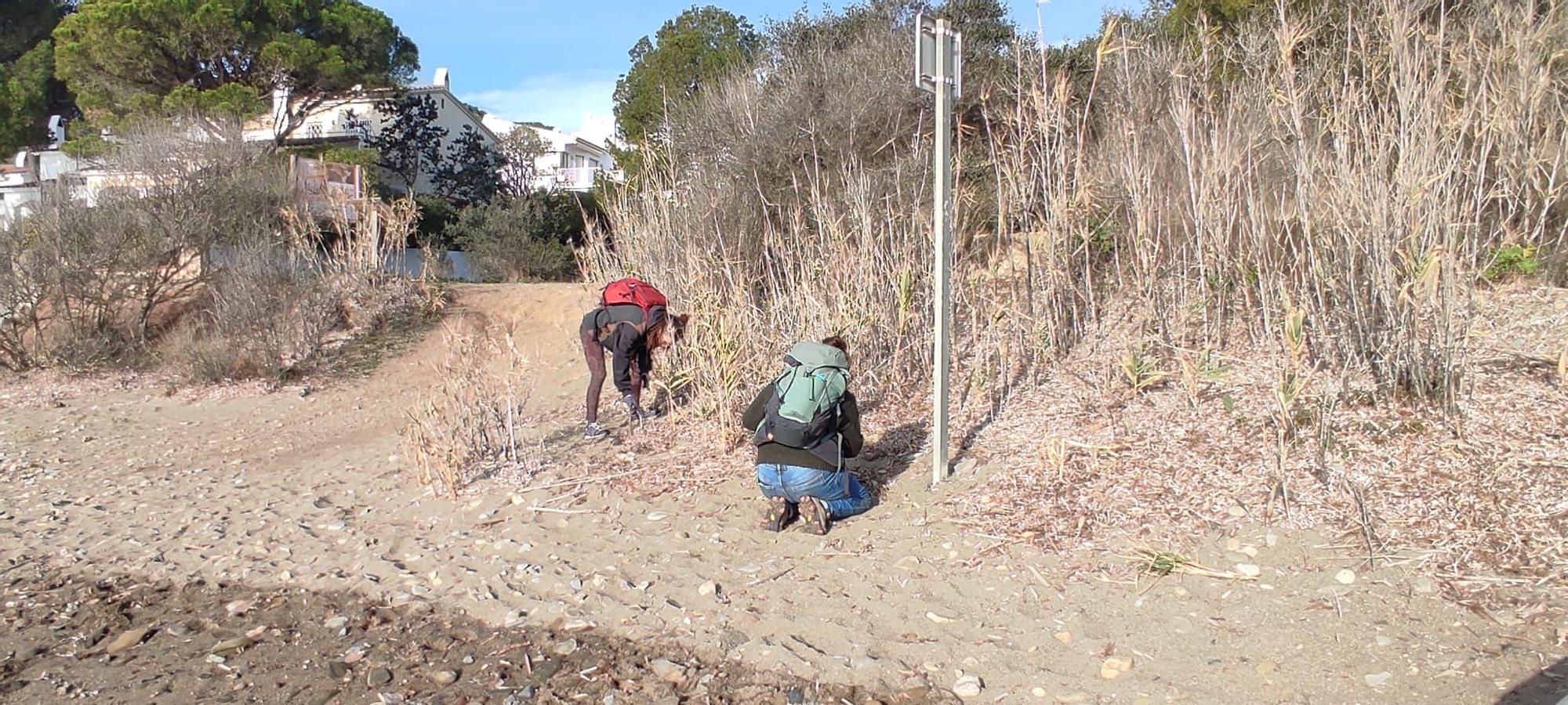 Platges Netes de Llançà inicia la seva novena temporada d'accions ambientals