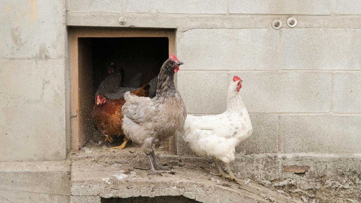 Gallinas en un gallinero.