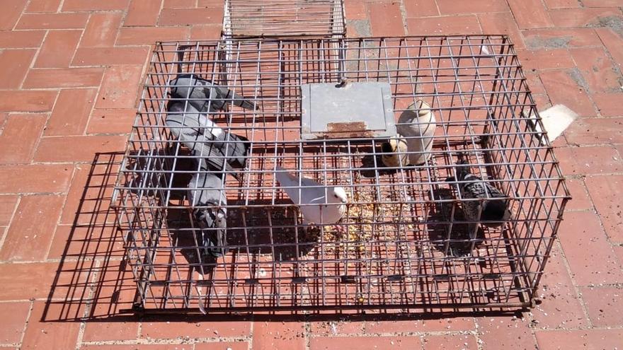 Un municipio de Castellón declara la guerra a las palomas