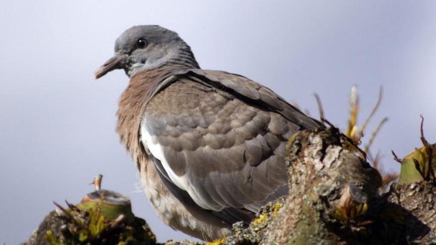 Los cazadores de Formentera abatirán palomas torcaces para acabar con la plaga