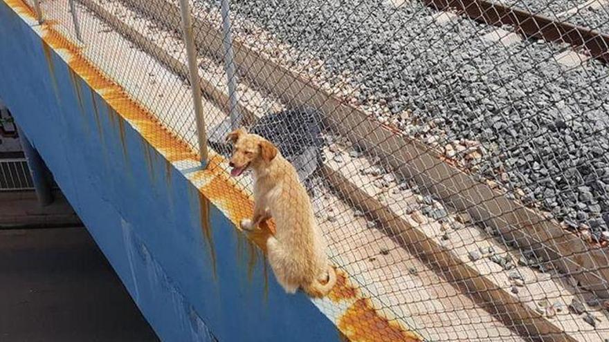 La policía local rescata un perro subido al puente del vial a Burriana