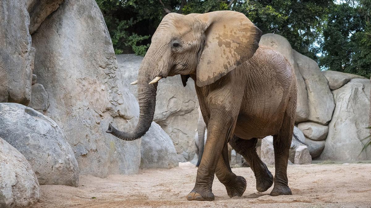 La elefanta Miri en el Bioparc.