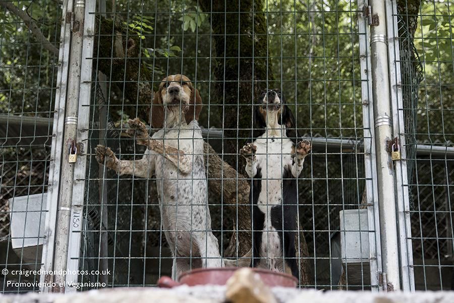 La asociación Promoviendo el Veganismo denuncia casos de maltrato a perros de caza en el Pirineo