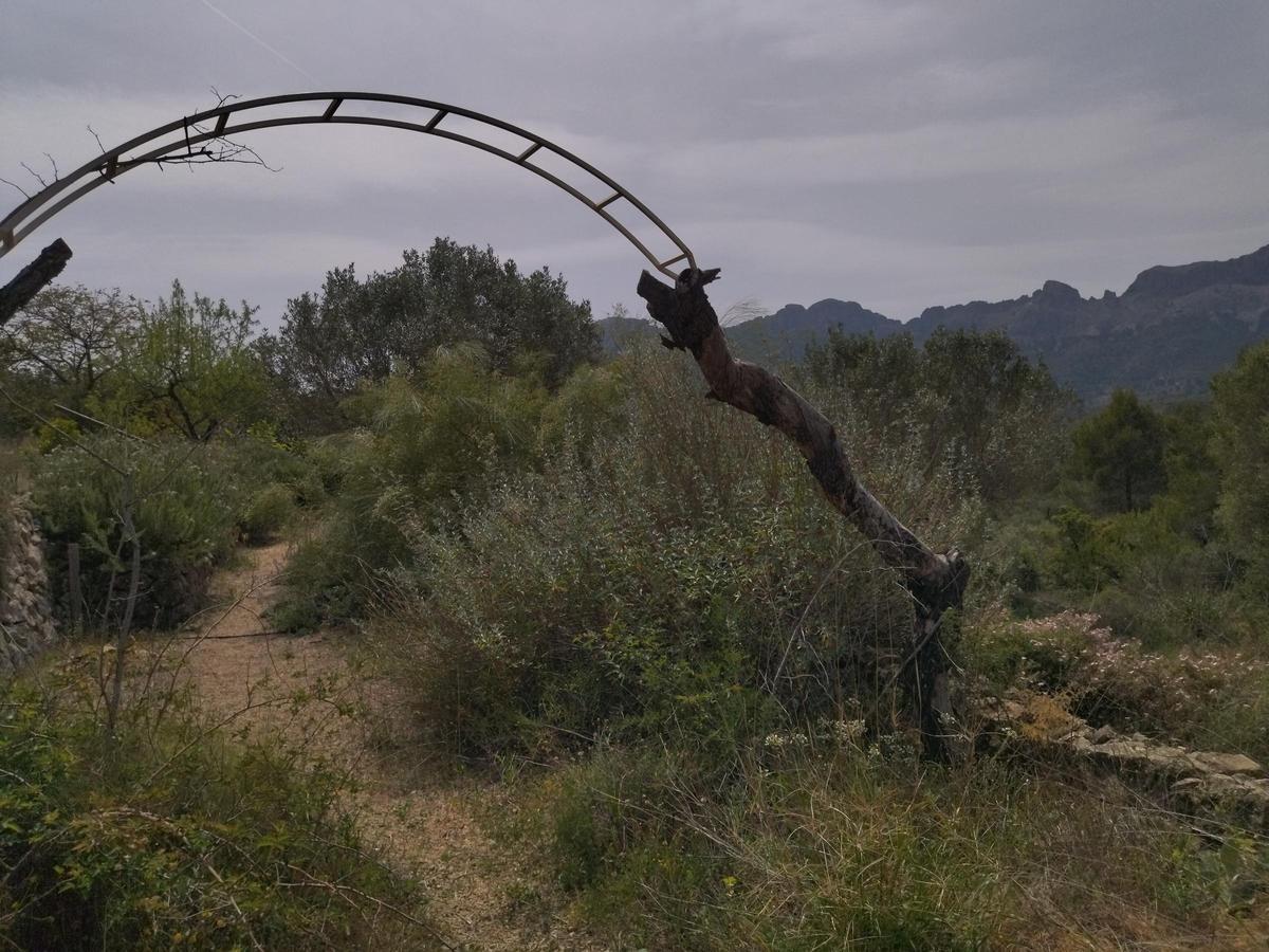 ¿Qué fue del jardín de los lirios de Bèrnia, en Benissa, el más grande de España?