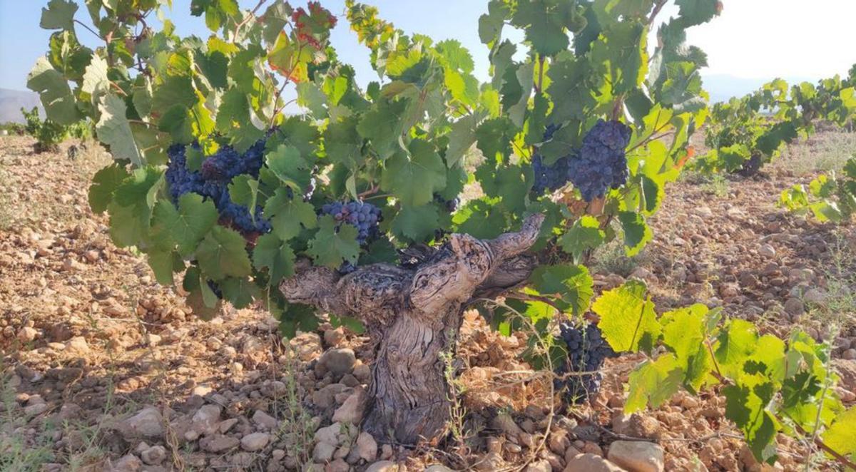 La DO cuenta con más de 3.500 viticultores. | J. G.