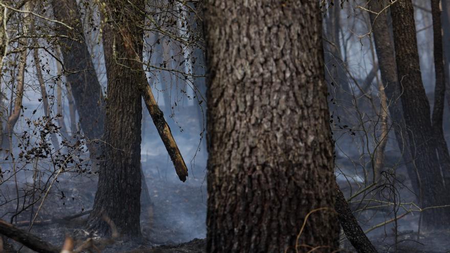 La mayor condena a un incendiario, 3 años y 5 meses por quemar 600 hectáreas en Grandas