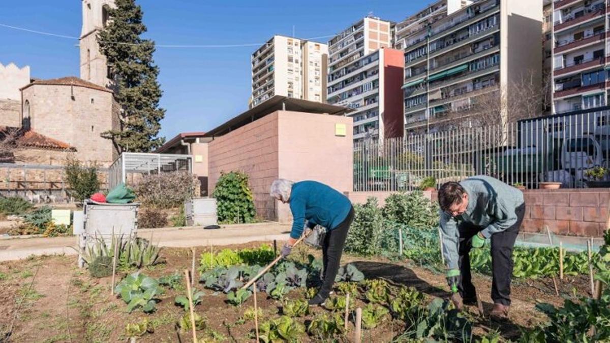Dos personas cuidando de uno de los huertos municipales de Barcelona