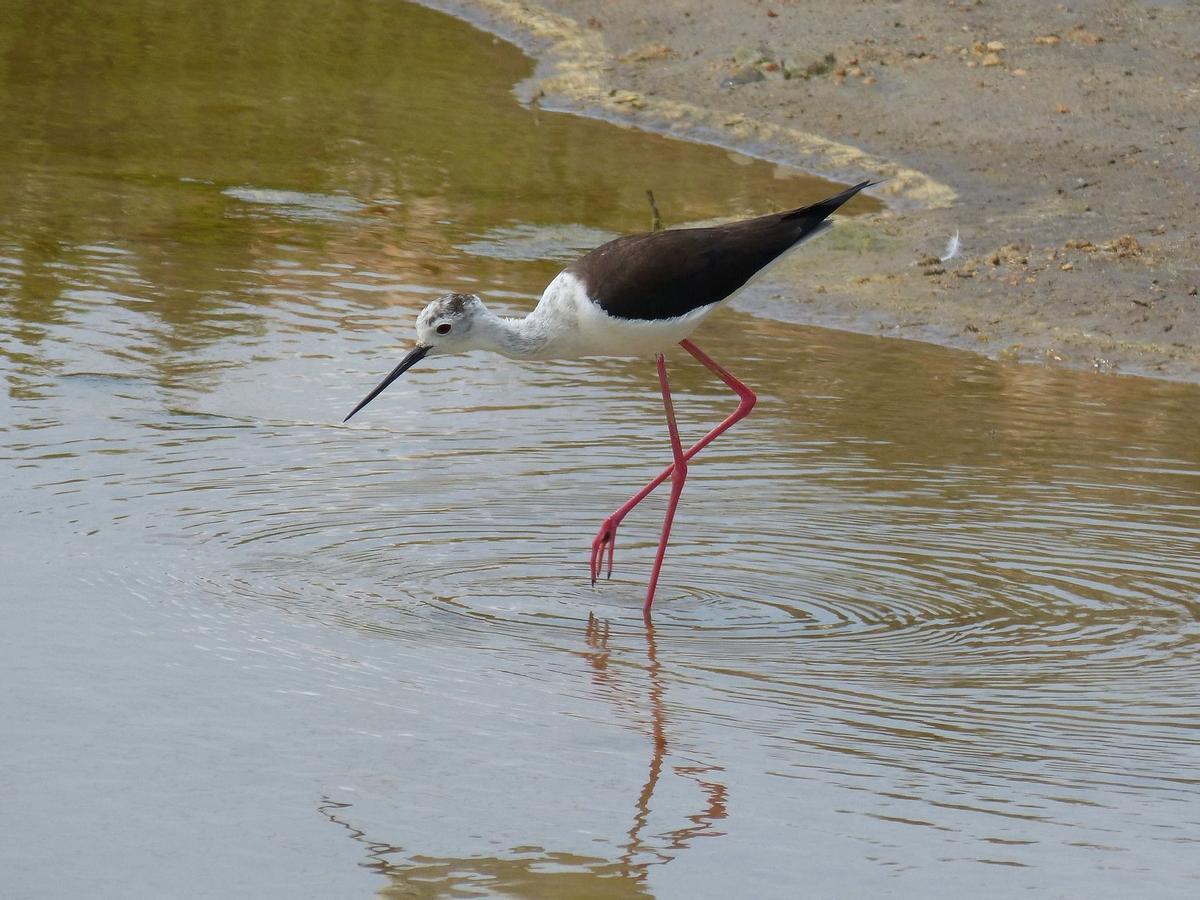 Una cigüeñuela común en el Delta de l'Ebre