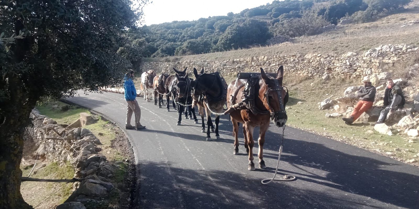 Vive en imágenes el Dia de les Barres de Vilafranca