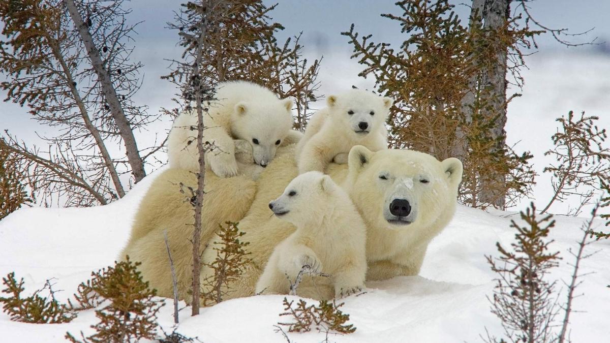 Hembra de oso polar con tres crías.
