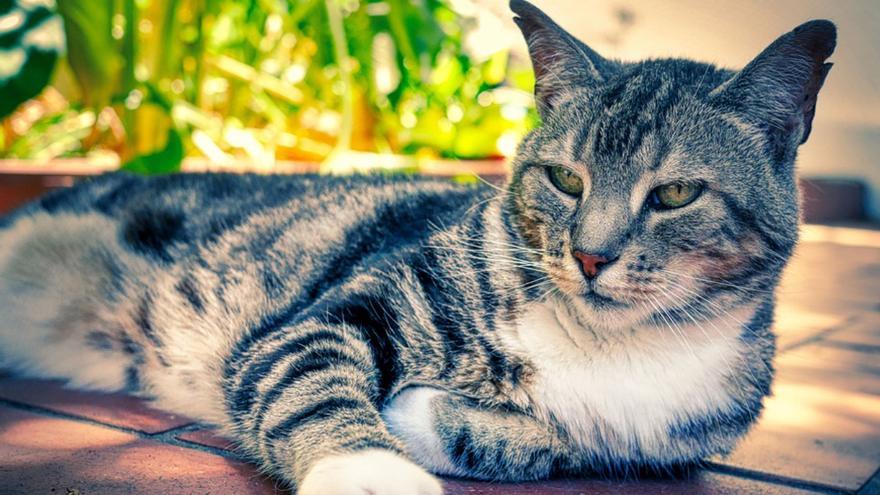 ¿Tienes gatos en casa? Debes tener cuidado con estos gusanos