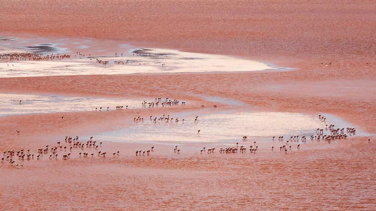 La laguna Colorada: un mar rojo en el altiplano boliviano