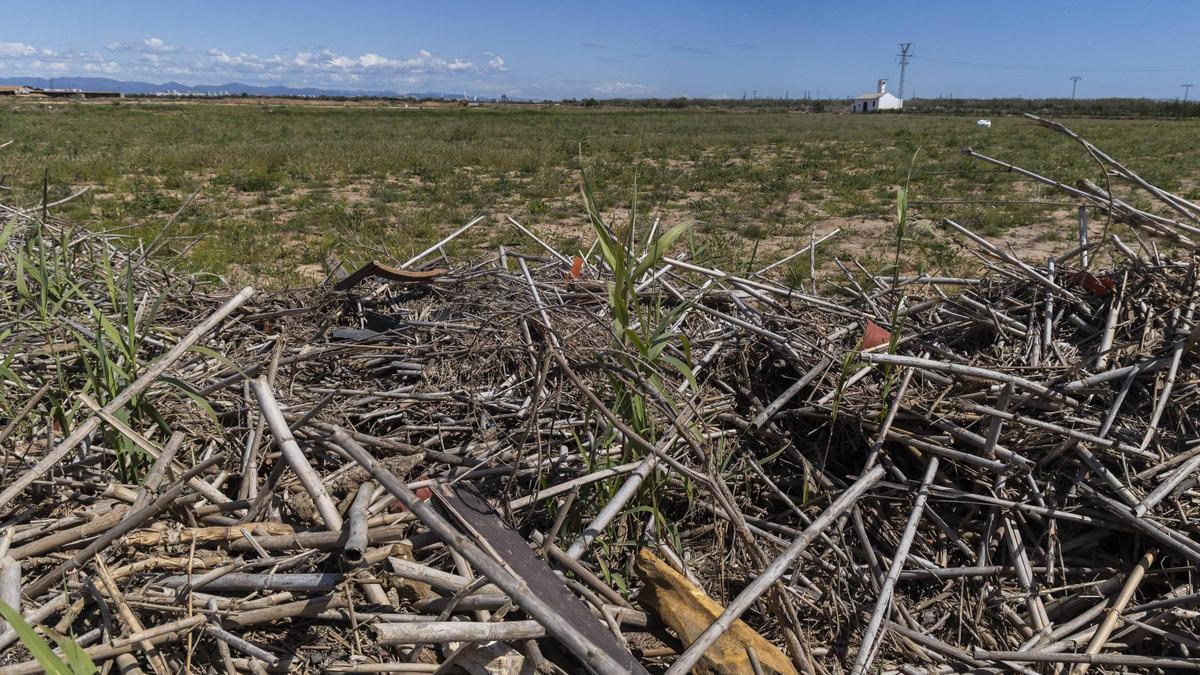 Invasión de cañas en distintos puntos de l'Albufera