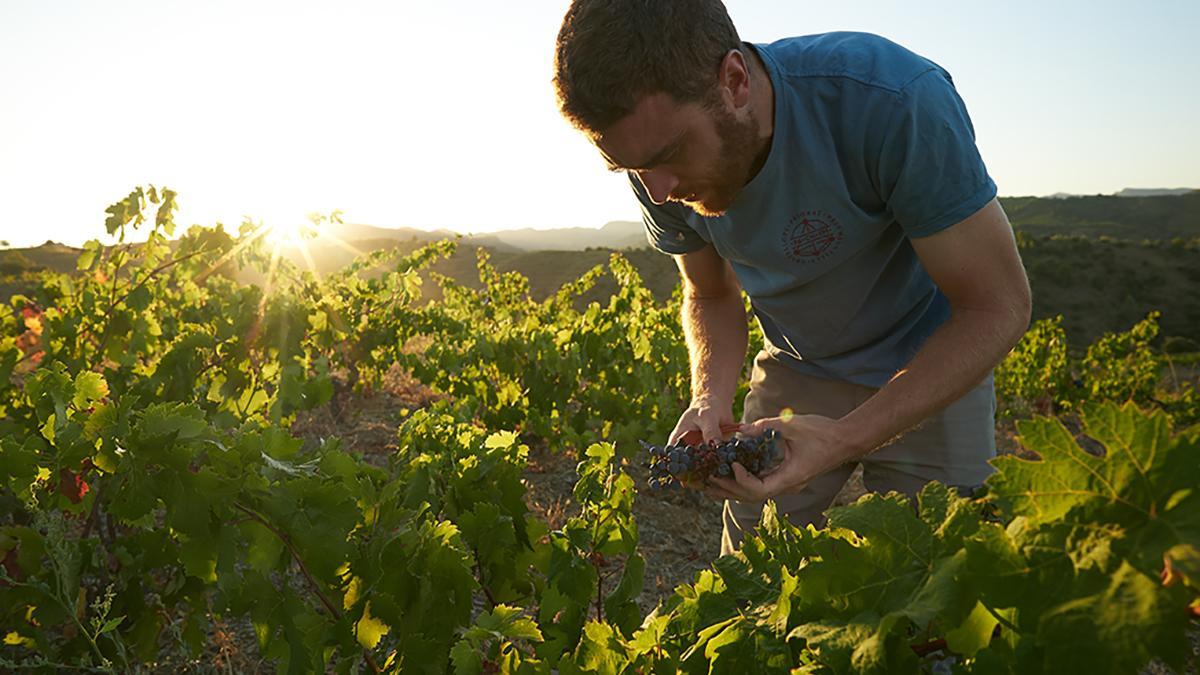 Trabajo en viña en el Priorat, donde la vendimia manual y la selección de racimos son clave para expresar la mineralidad de sus suelos de pizarra.