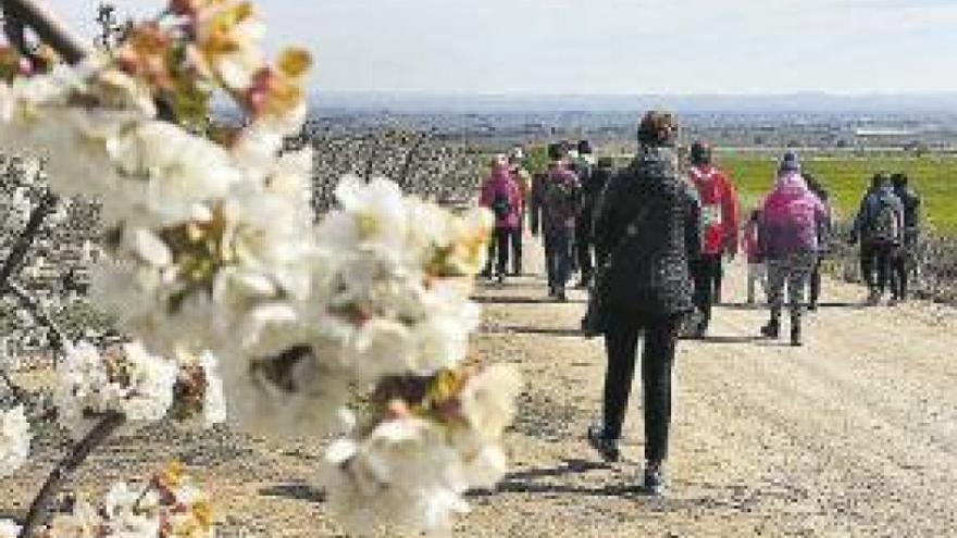 Un bello paseo entre cerezos en flor