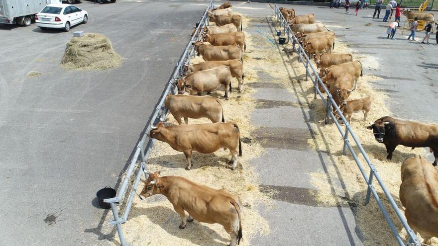 La raza asturiana de los valles luce en San Martín de Oscos