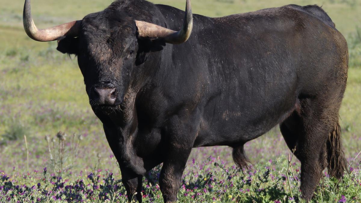 ‘Zahonero’, en Zahariche, la finca donde ha estado cuidado entre algodones.