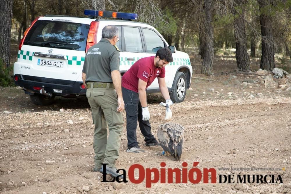 Liberan un Buitre Leonado en la Sierra de Mojantes