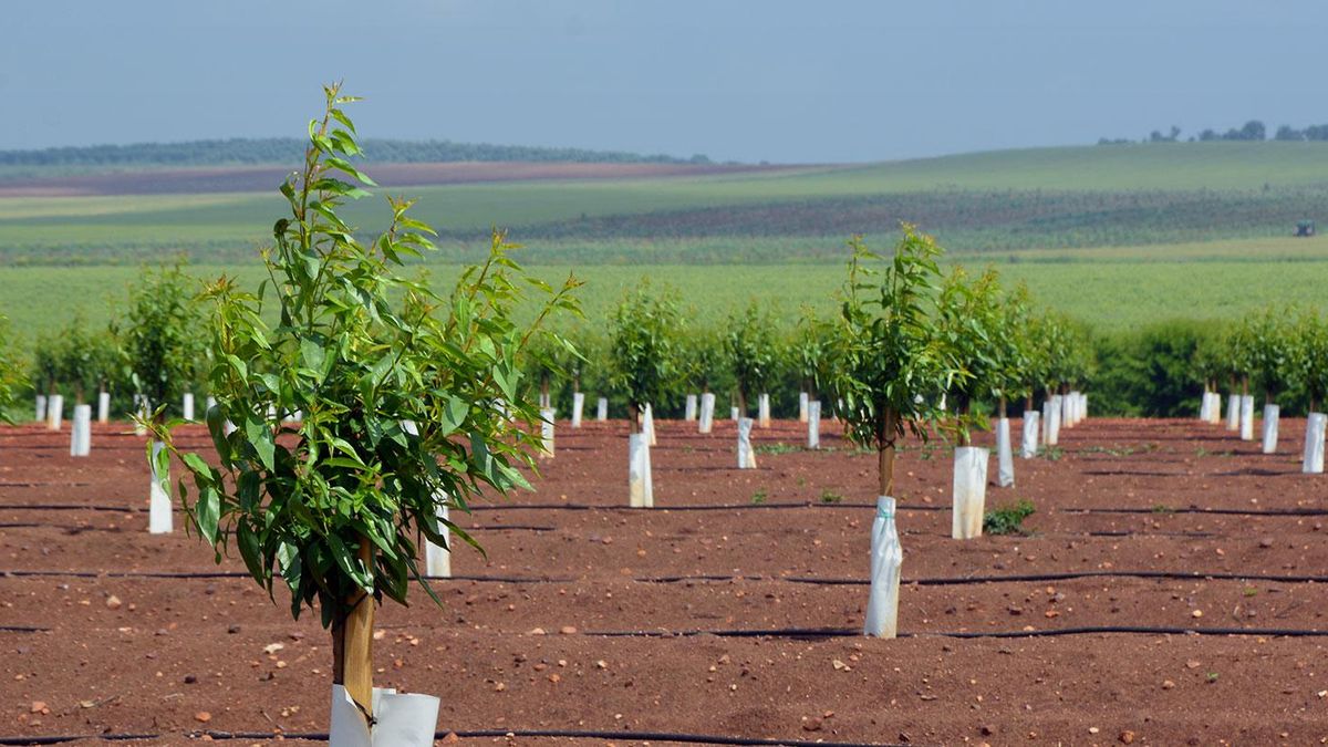 Cultivos en la finca Benavides de Borges en la carretera de Badajoz a Olivenza.