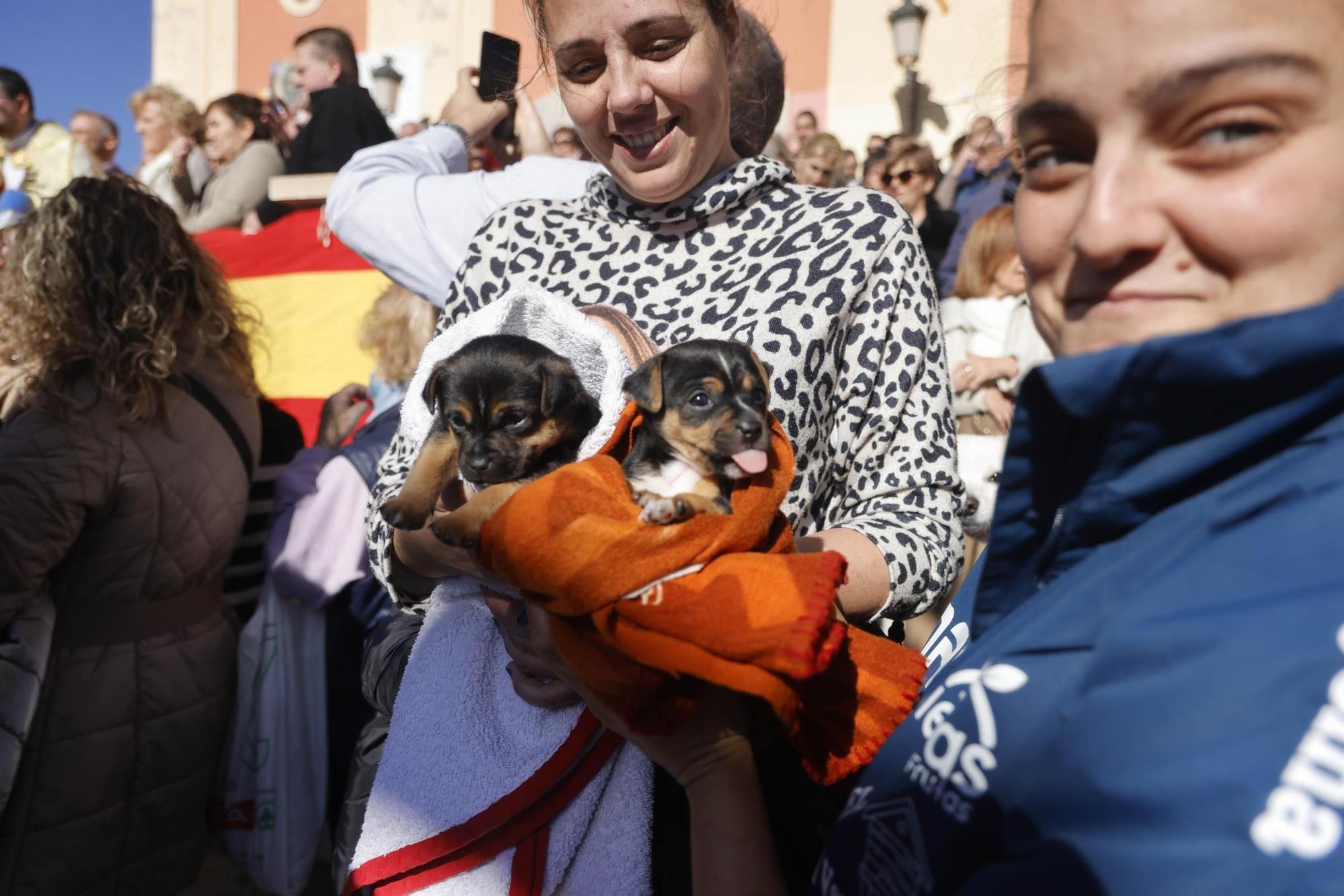 FOTOS: los mejores momentos de la bendición de animales por San Antón en Cartagena