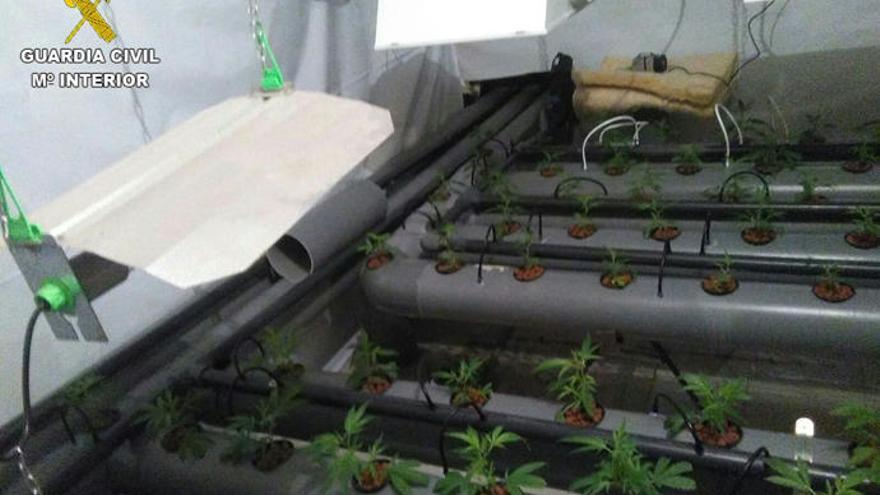 La Guardia Civil desmantela una plantación de marihuana de alto rendimiento en Rois