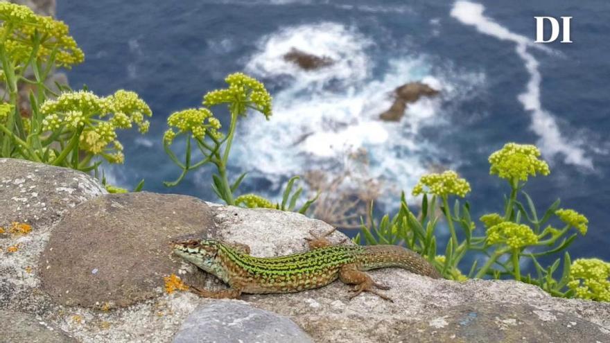 Las últimas lagartijas de Gaztelugatxe