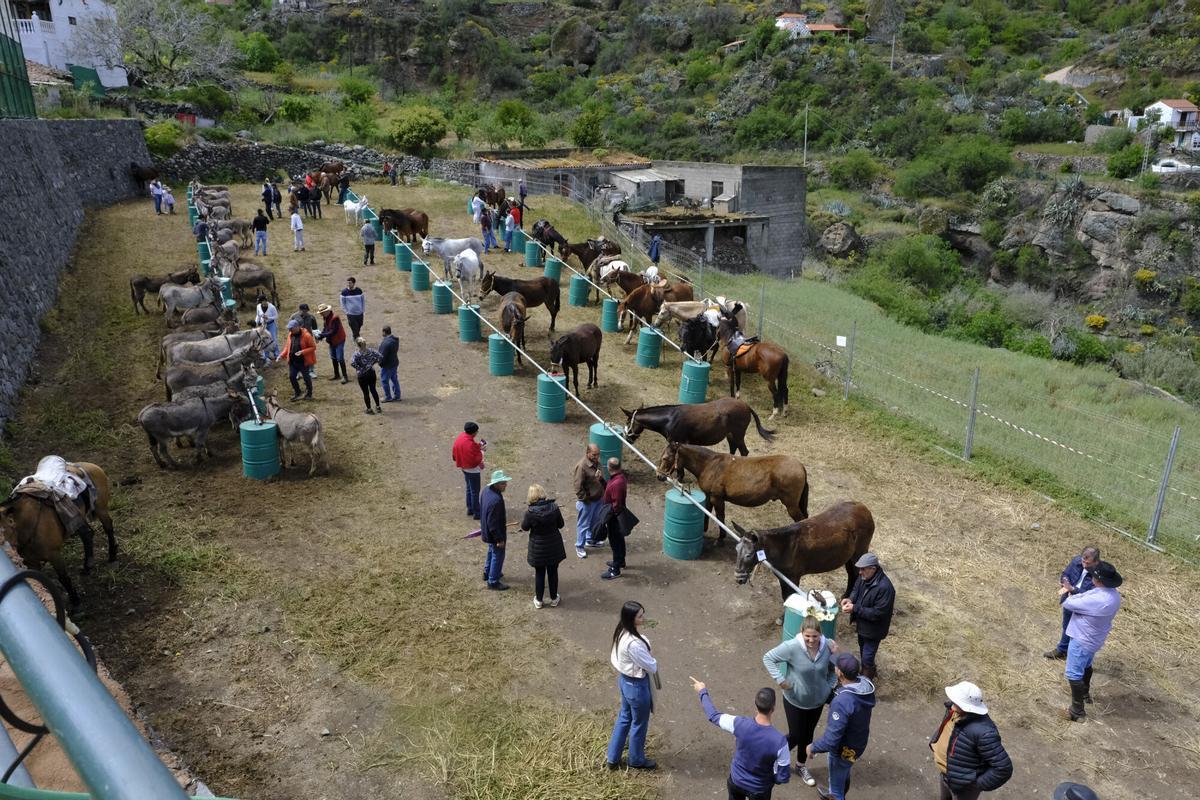Feria de burros de La Culata de Tejeda 2025
