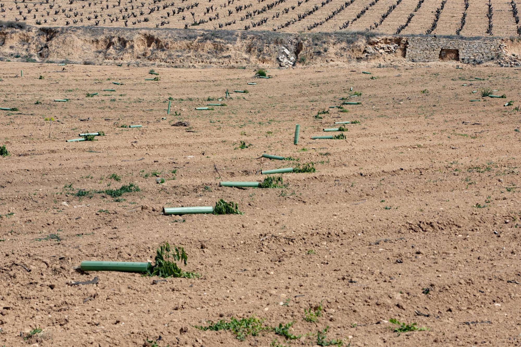 Cortan 280 plantones de almendros en un campo de la Font de la Figuera