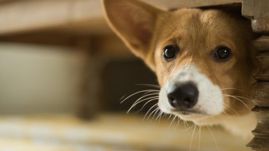 lo que el perro trata de evitar