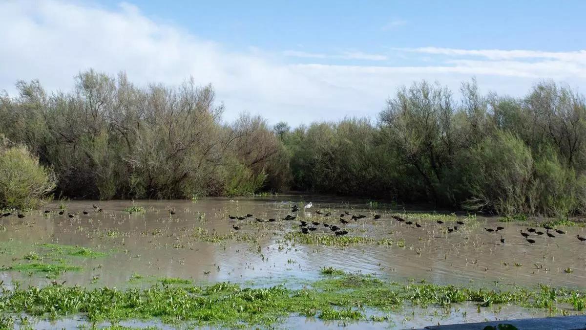 Bandadas de moritos en la marisma de Doñana, inundada tras las abundantes lluvias del mes de marzo de 2024.