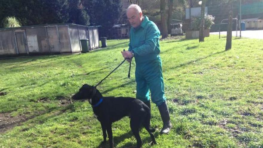 Una veintena de perros del albergue ya tiene un nuevo hogar