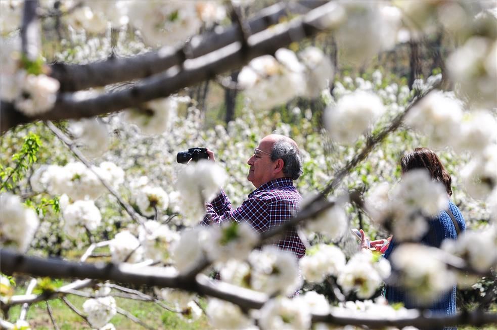 La eclosión del cerezo en flor