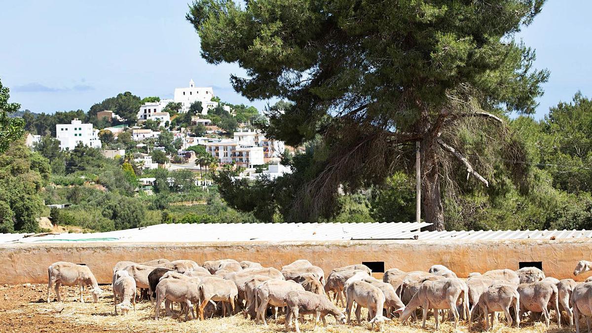 La explotación de ovejas de Can Toni des Vildo es la mayor de Eivissa. | V.M.