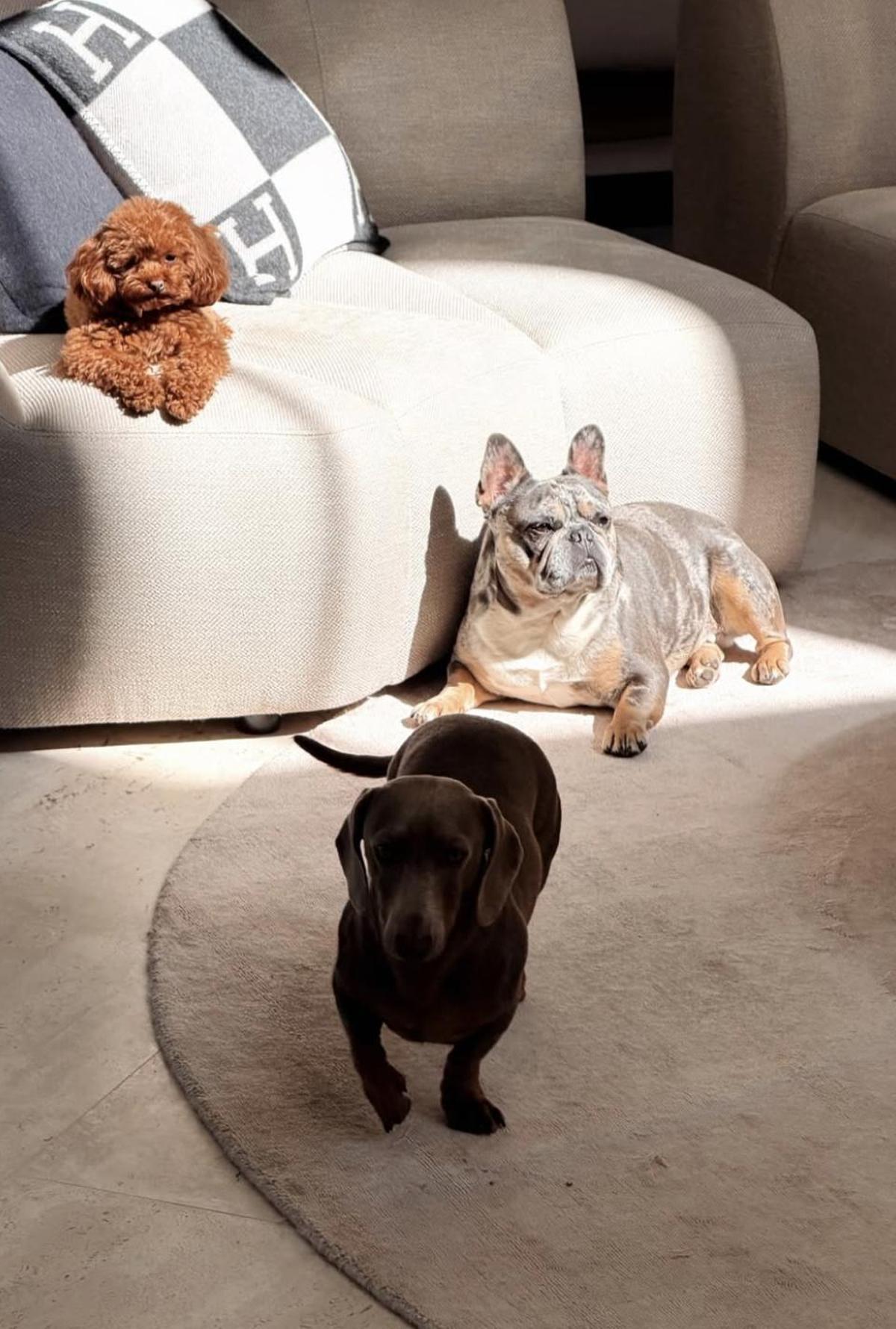 Los tres perros de la familia Morata   Campello