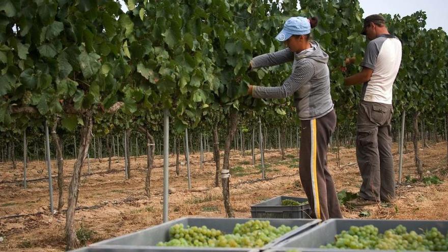 Dos trabajadores temporeros recolectan la uva en Lleida