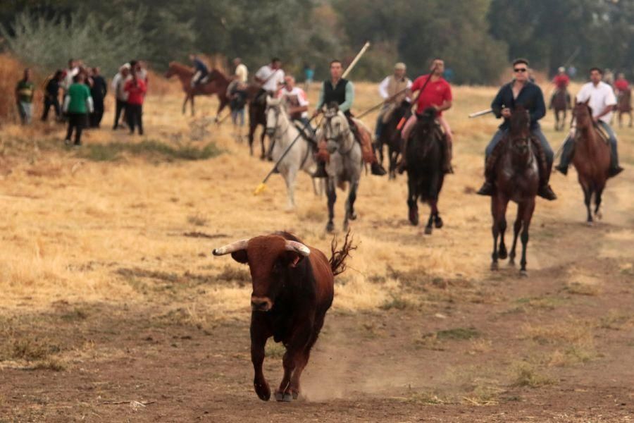 Encierro en San Miguel de la Ribera