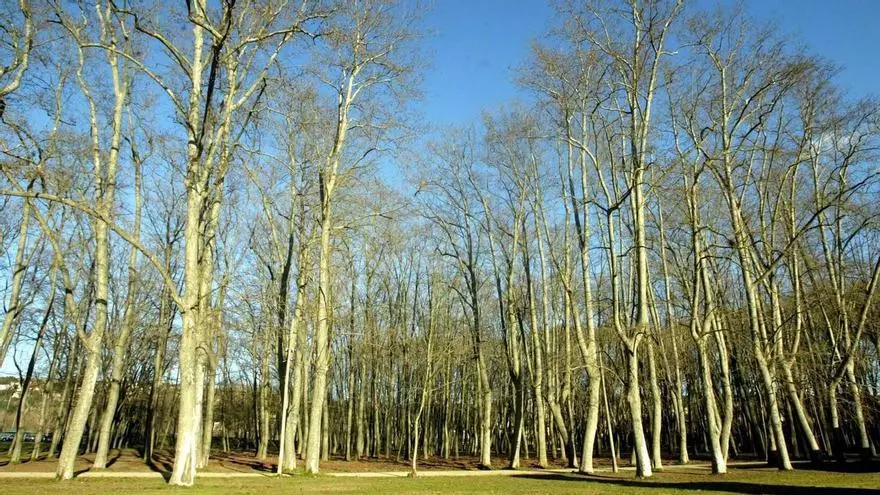 Un nuevo método científico descubre el árbol más alto de Catalunya: un plátano de 54,55 metros de Girona