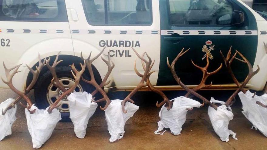 Trofeos de ciervo recogidos por la Guardia Civil en la operación realizada en la zona de Tábara.