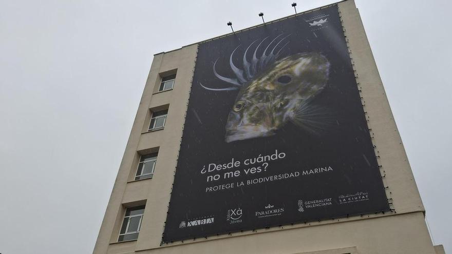 Es San Pedro y abre las puertas de los valiosos fondos marinos de Xàbia