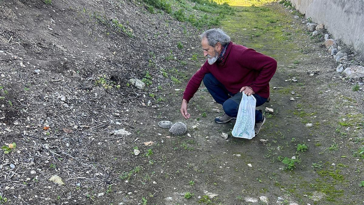 ANIMALES MALLORCA | GADMA alerta: seis erizos de tierra aparecen muertos en Binissalem y apuntan a un posible envenenamiento