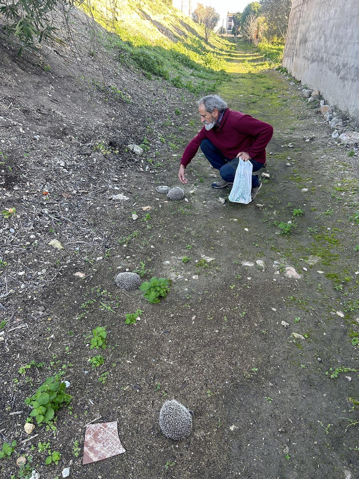 Bernat Fiol inspecciona uno de los erizoshallados muertos.